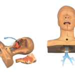 Advanced Suction Training Model